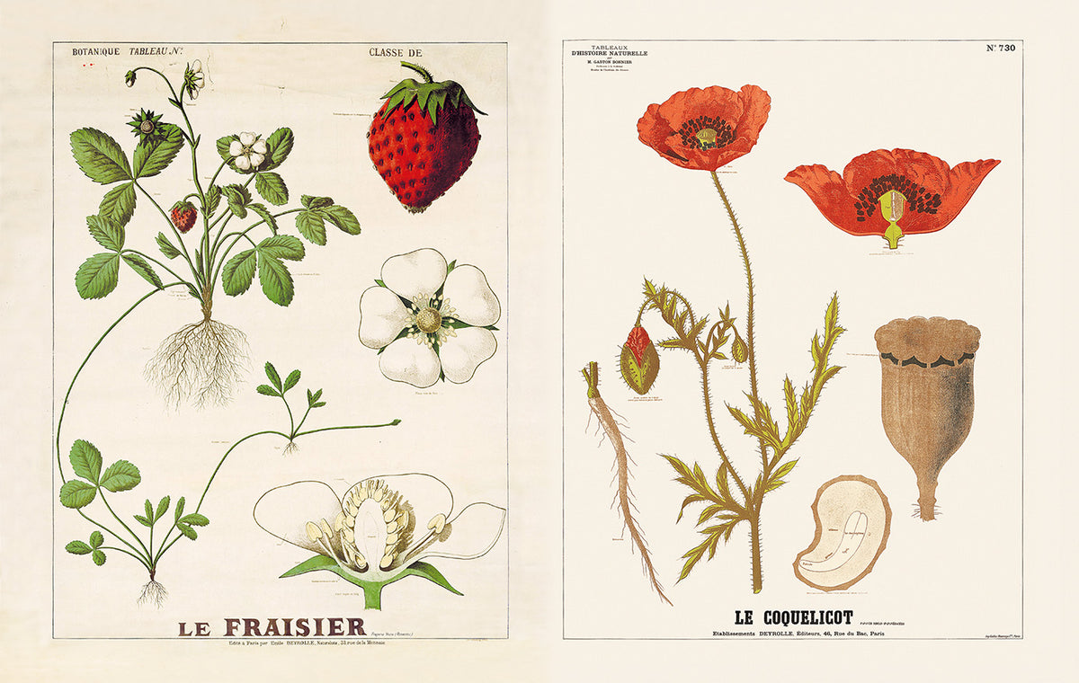 fraisier_coquelicot_deyrolle